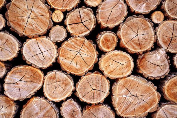 A Pile Of Logs Stacked — Fox Lake, IL — Joe Meyer Tree Service Inc