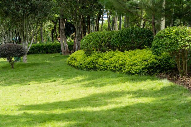 A lush green lawn surrounded by trees and bushes in a park.