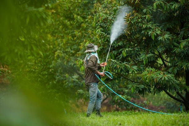 A Man Is Spraying A Tree With A Hose — Fox Lake, IL — Joe Meyer Tree Service Inc