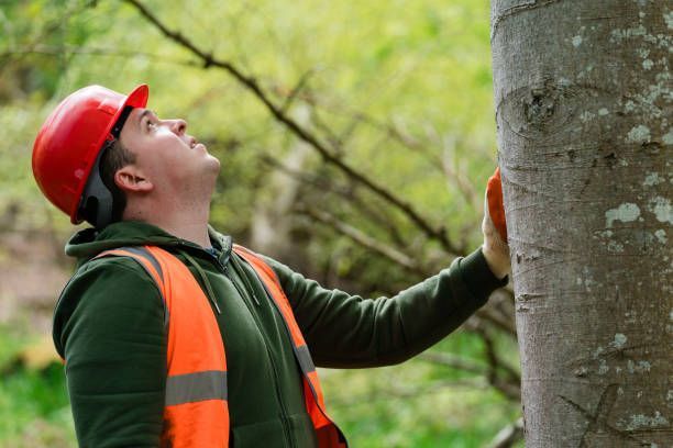 Attention To Detail And High-Quality Service — Fox Lake, IL — Joe Meyer Tree Service Inc