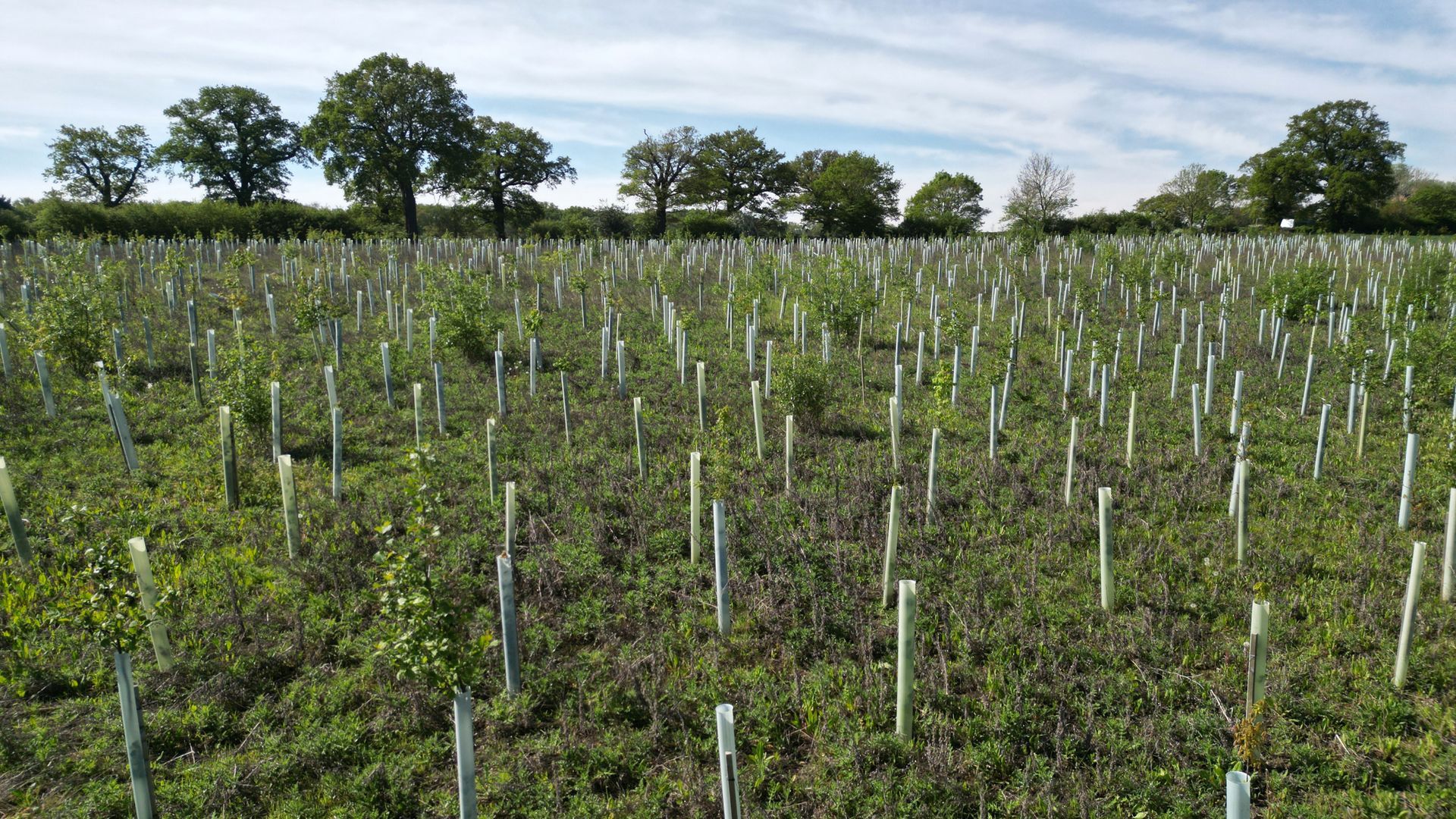 A Large Field Of Plants With Trees — Fox Lake, IL — Joe Meyer Tree Service Inc