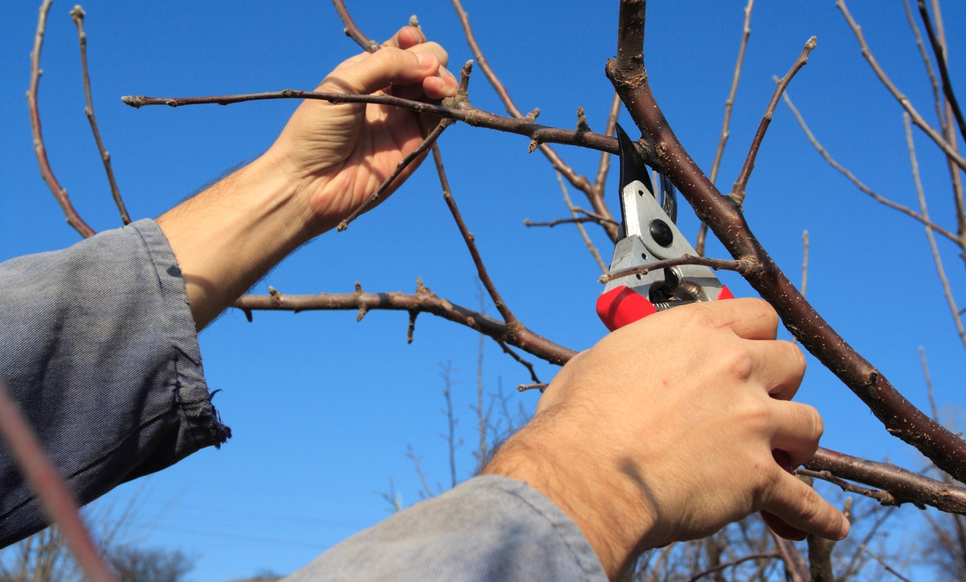 A person is cutting a tree branch with a pair of scissors.