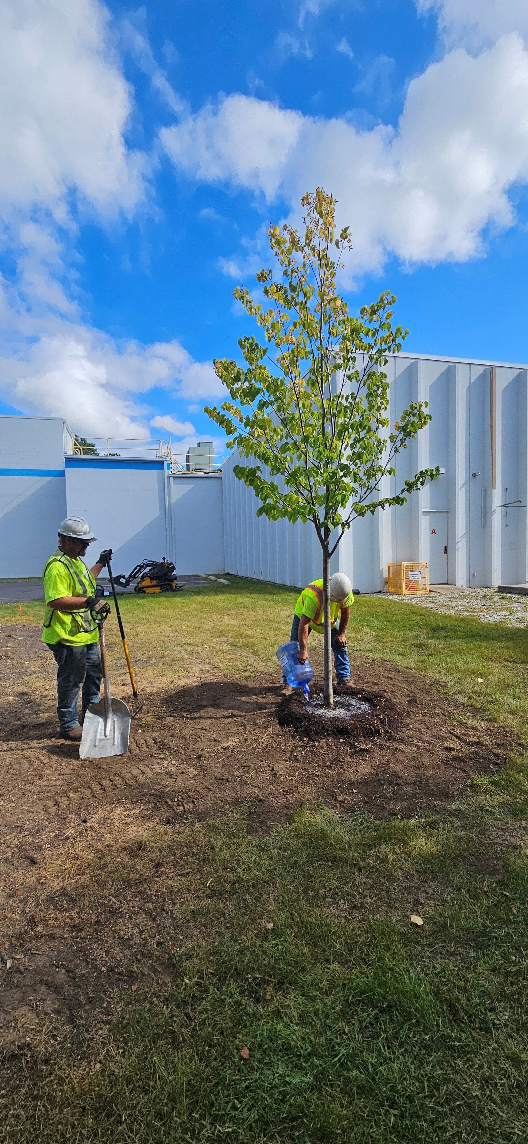 Two men are planting a tree in a yard.