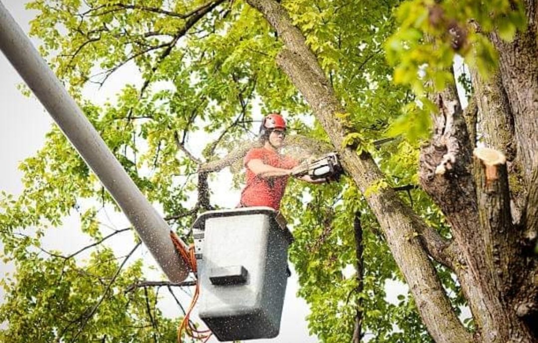 Tree Trimming — Fox Lake, IL — Joe Meyer Tree Service Inc