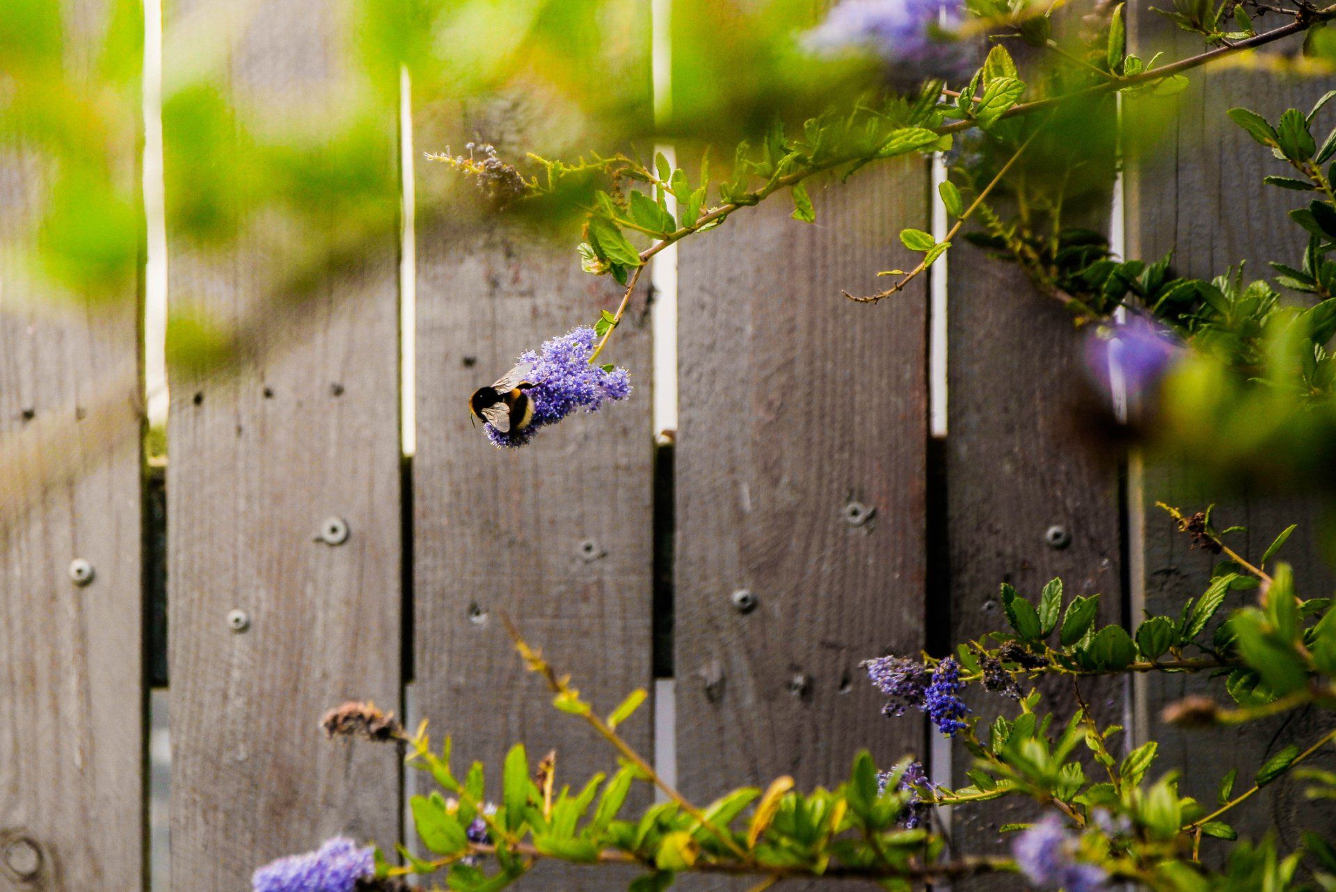 Wood Fence | Wichita Falls, TX | Premier Gutter and Fencing