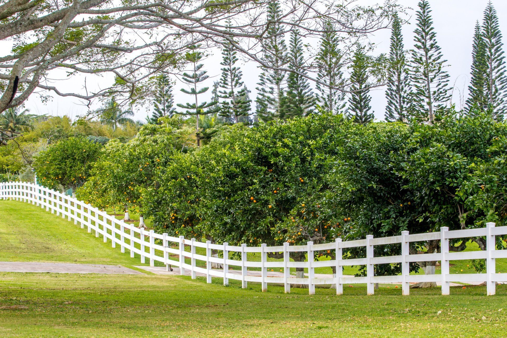 White Pine Barrier | Wichita Falls, TX | Premier Gutter and Fencing