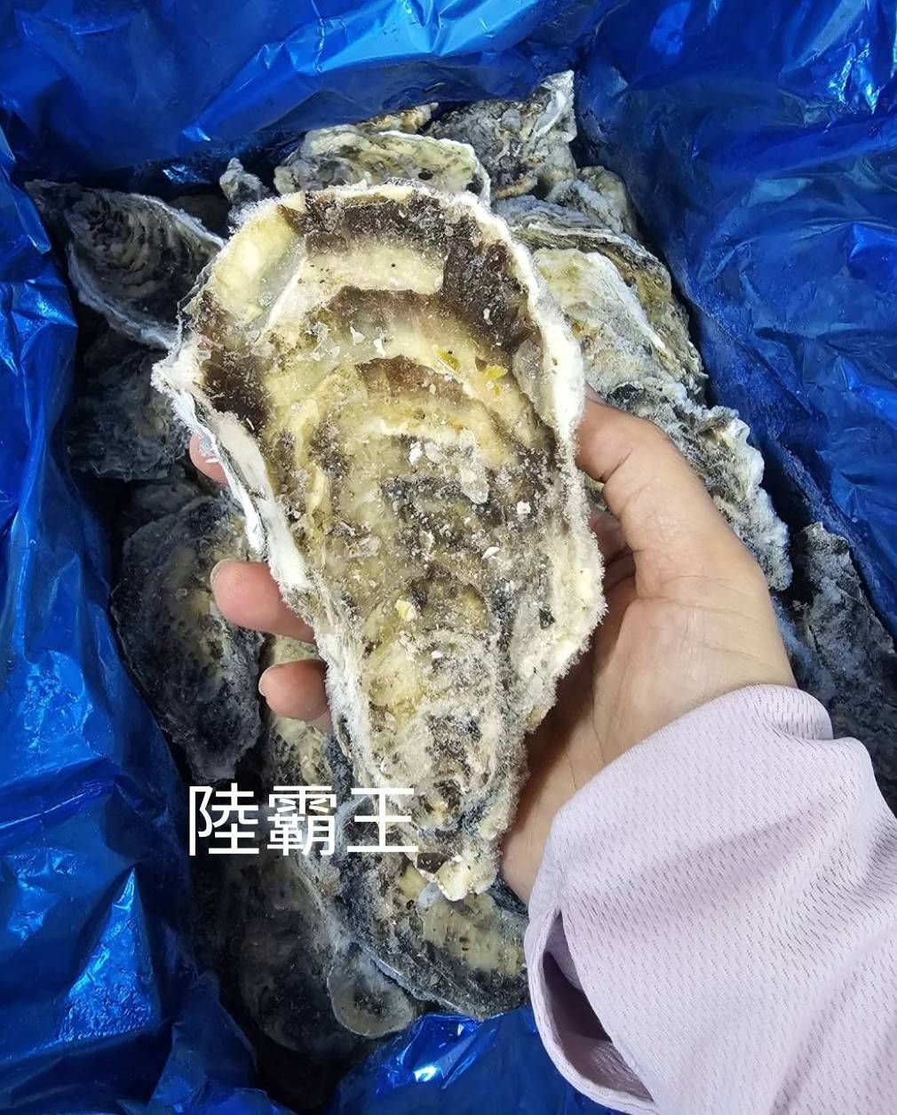 3L日本生蠔_烤肉 生食牡蠣 手掌大  中秋 烤肉【陸霸王】