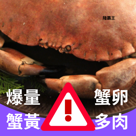 巨無霸黃金霸王蟹800~1000G/隻 業界巨大【陸霸王】