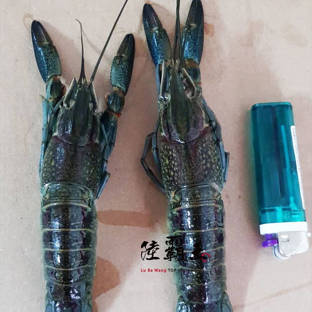 【多件優惠】生凍小龍蝦_1公斤/盒☆溶岩龍蝦 烤肉 年菜 火鍋 送禮 【陸霸王】