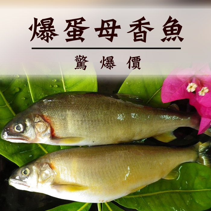 ☆爆違規特大母香魚5-6尾裝/盒☆ 爆卵 爆蛋母香魚 烤肉 【 陸霸王】