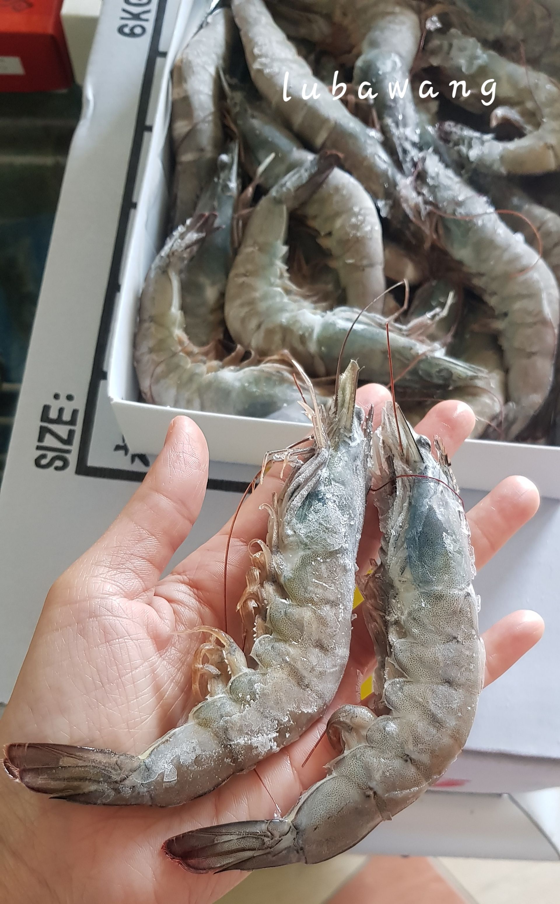 【多件優惠】生鮮大白蝦 20/30/600g  2盒$999