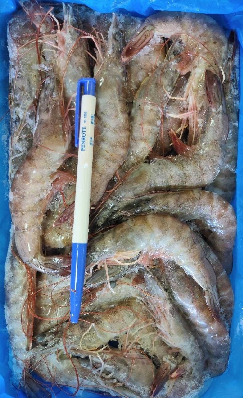 ☆4號大白蝦禮盒 850G ±10%/盒  鮮甜大白蝦 約30-33隻 40/50【陸霸王】