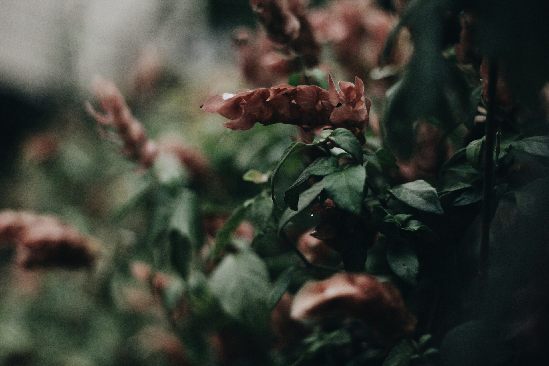 Red and green flowers in close-up, with blurred background.