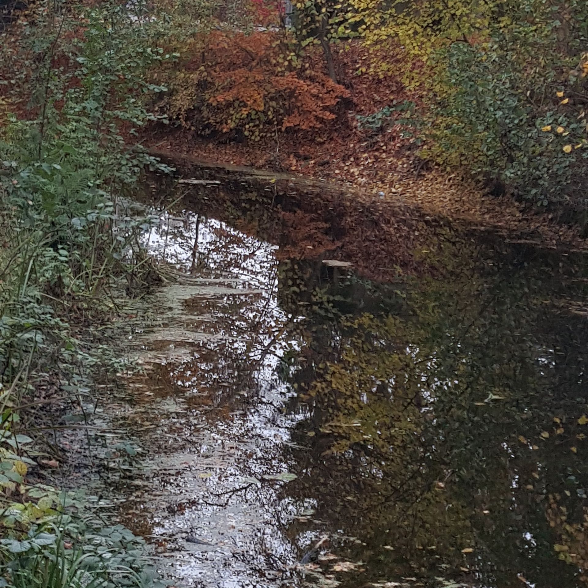 Een rivier loopt door een weelderig groen bos
