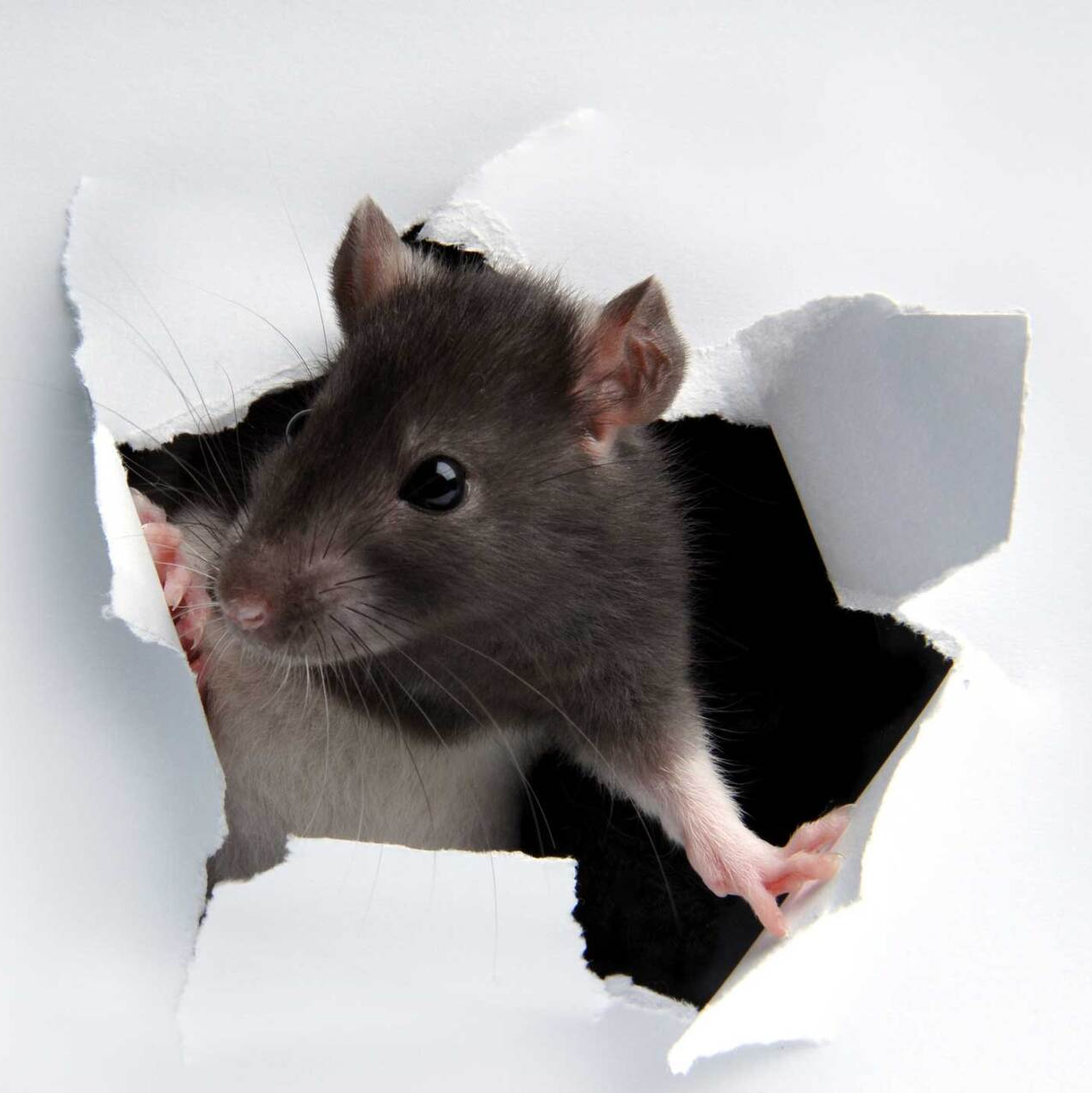 A Rat Poking Its Head Through The Wall – Penrith, NSW – SDS Pest Services