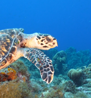 Trip to Curaçao