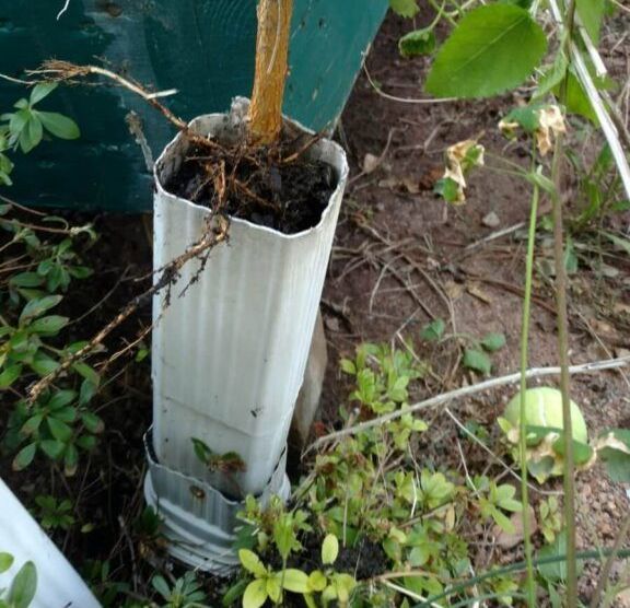 A plant is growing out of a white pipe