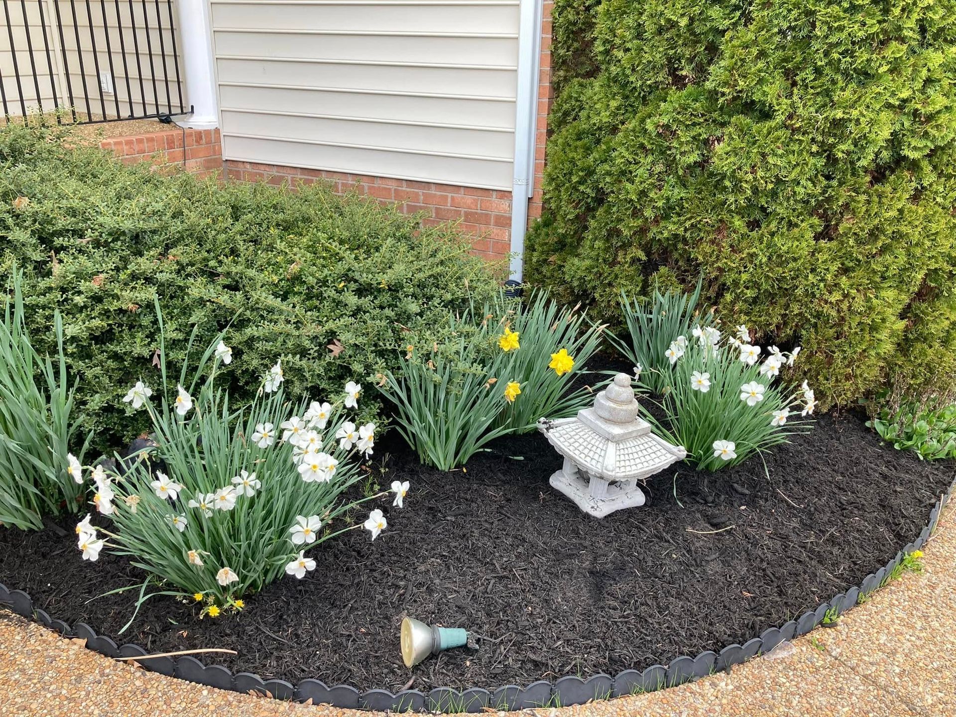 A garden bed with white and yellow daffodils, a stone lantern, and dark mulch.