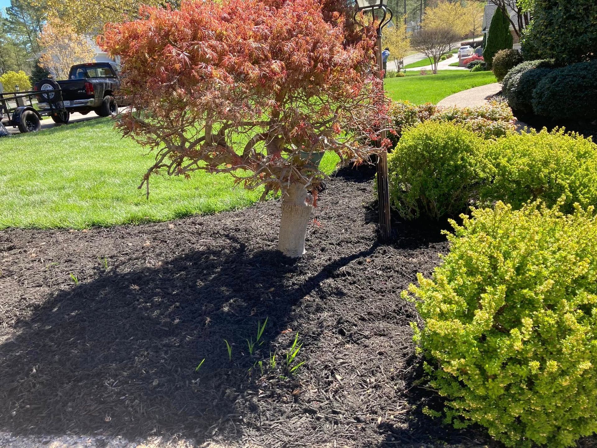 Tree with red-orange leaves and green shrubs in a landscaped yard with black mulch and a green lawn.