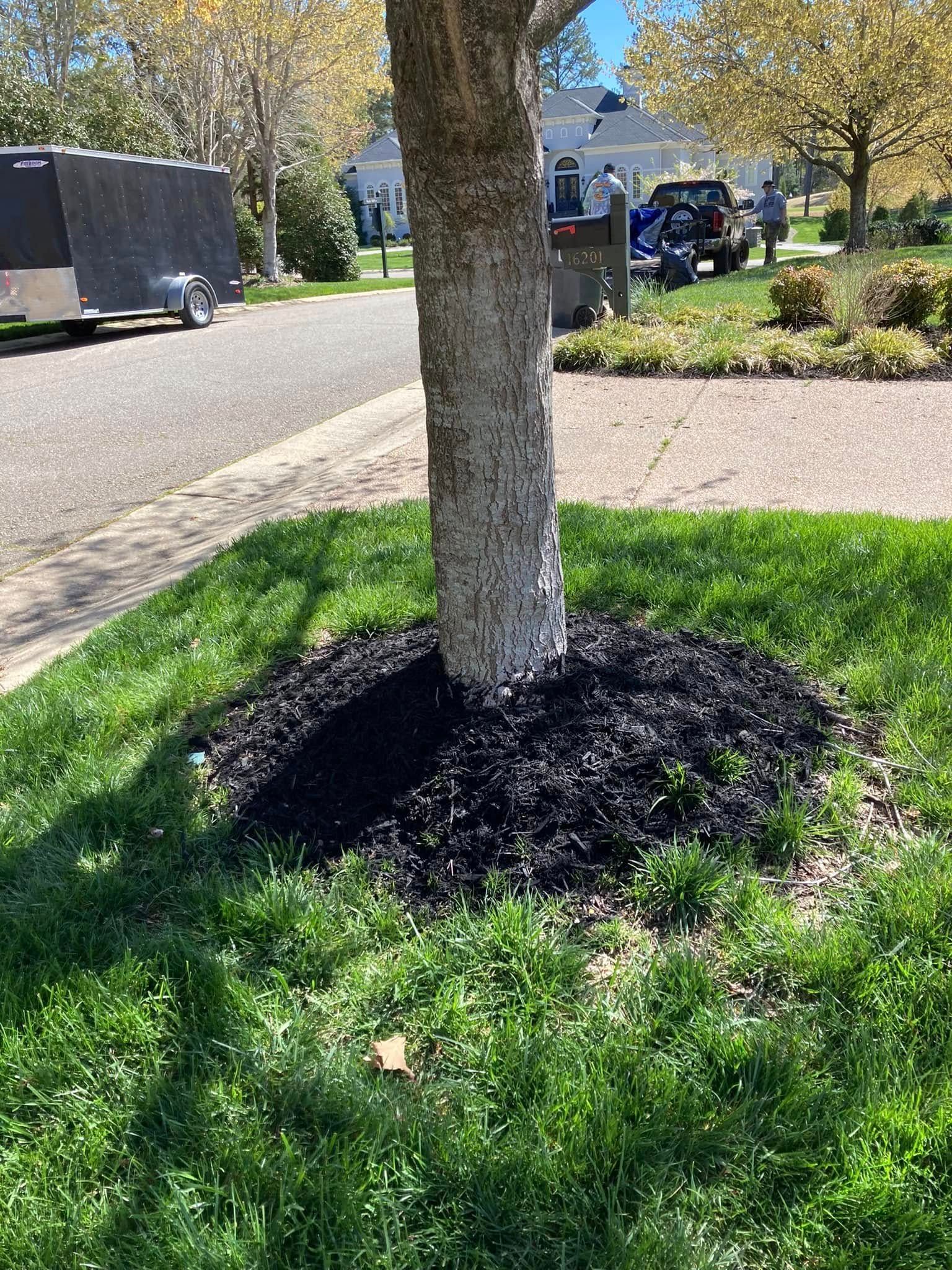 Tree trunk surrounded by black mulch, on a grassy lawn with a gravel path and parked vehicles in the background.