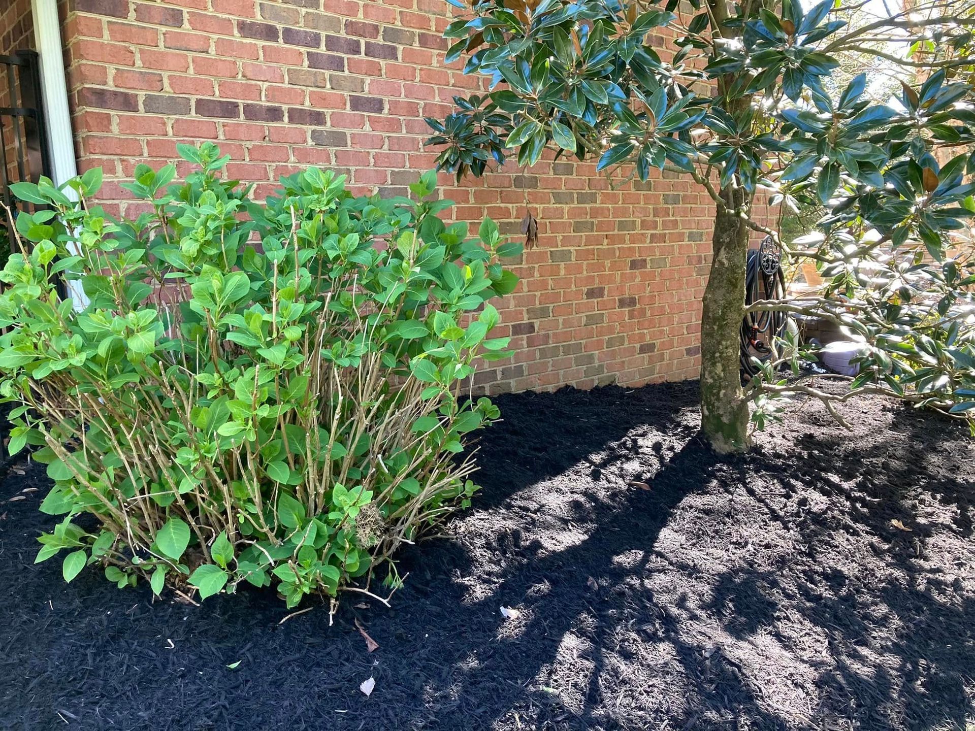 Green hydrangea and tree next to a brick wall, all on dark mulch.