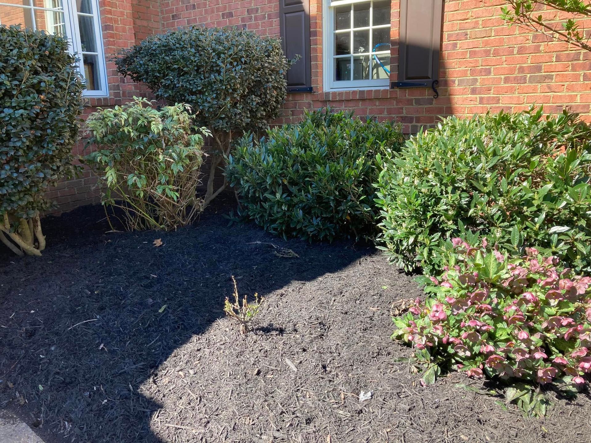 Dark mulch surrounds green shrubs and a small plant with pink flowers near a brick building.