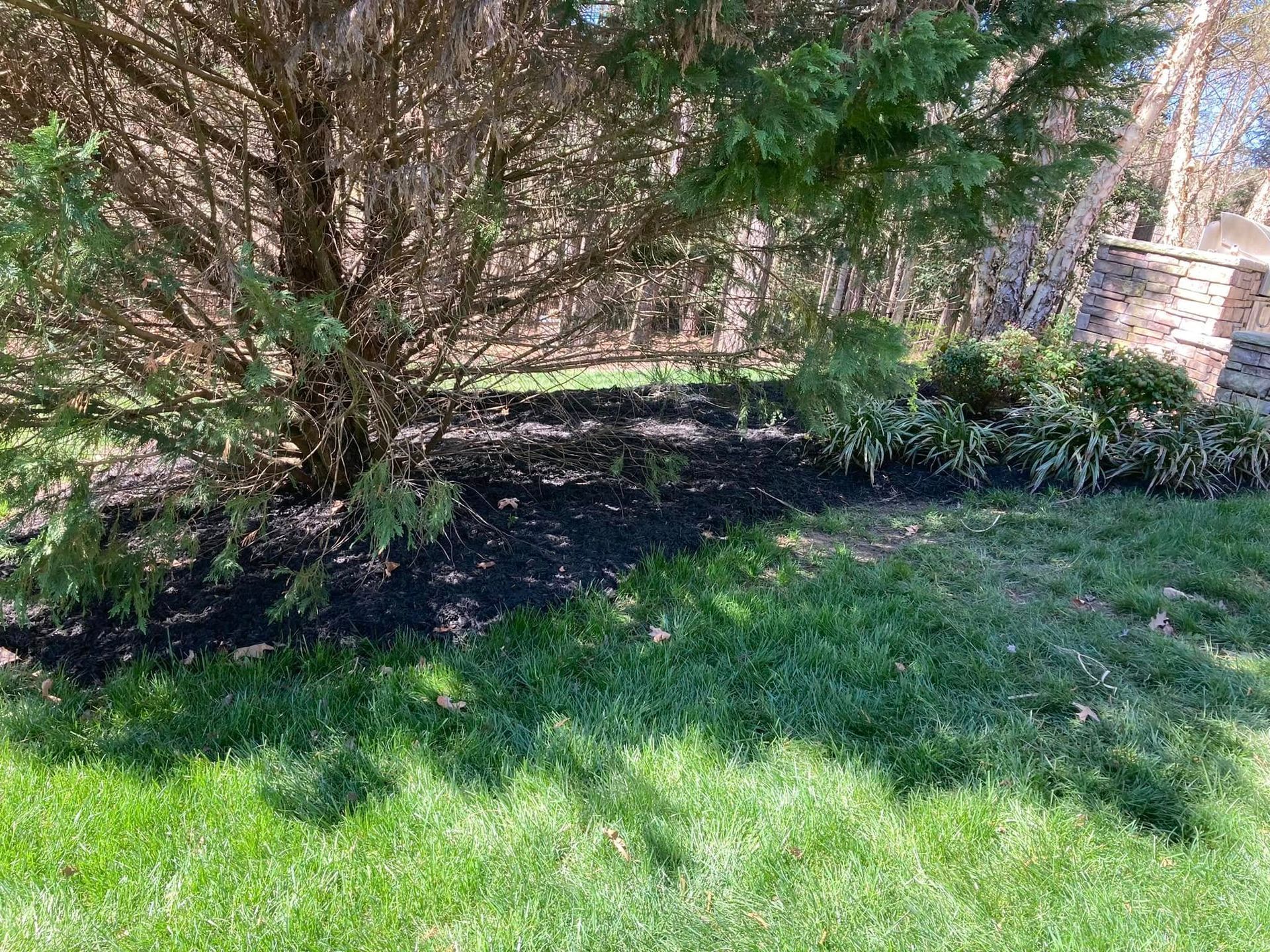 Green grass transitions to black mulch under a large evergreen tree; shrubs and brick wall in the background.