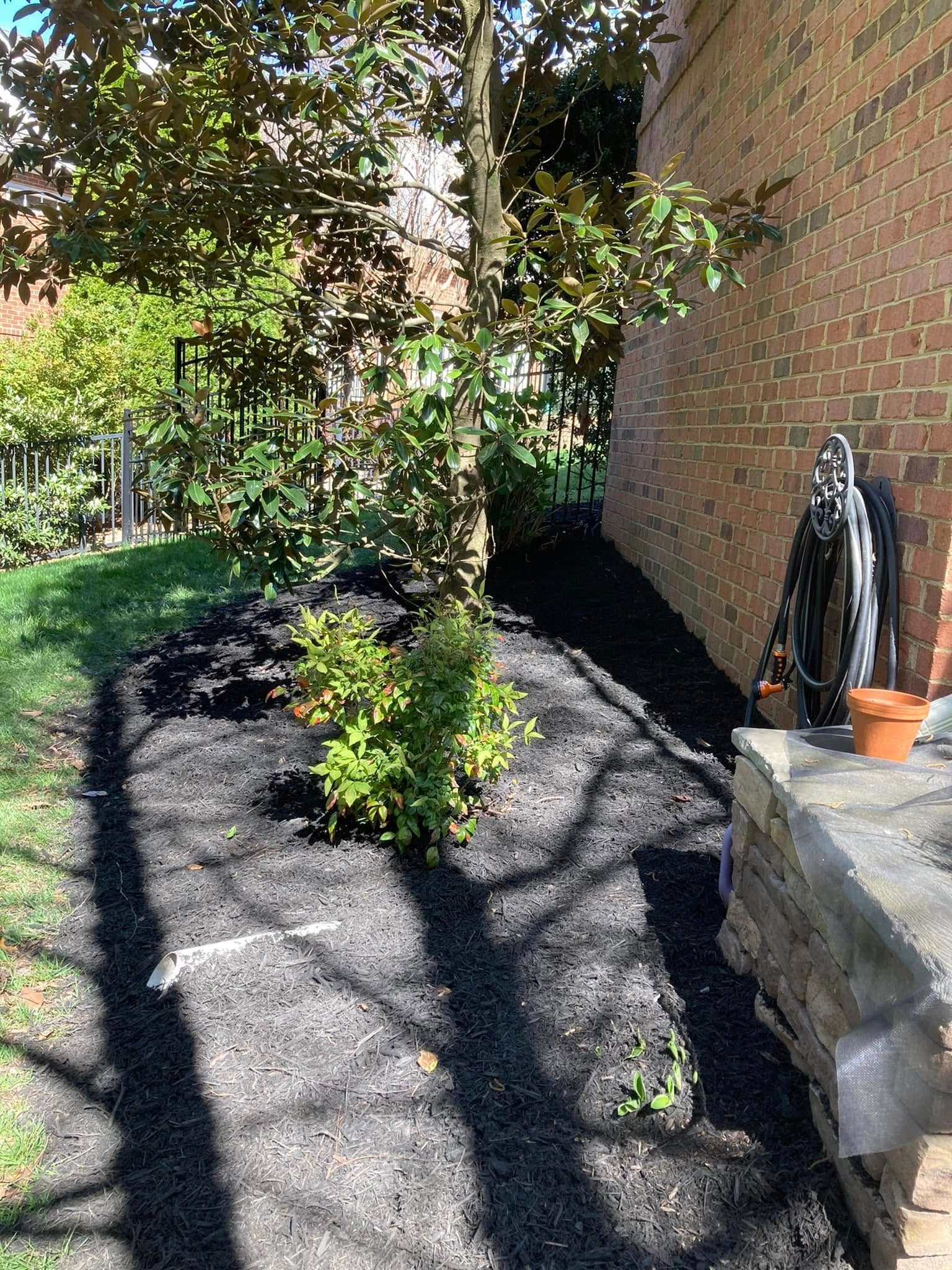A tree in a mulched bed next to a brick building. A coiled hose hangs nearby.