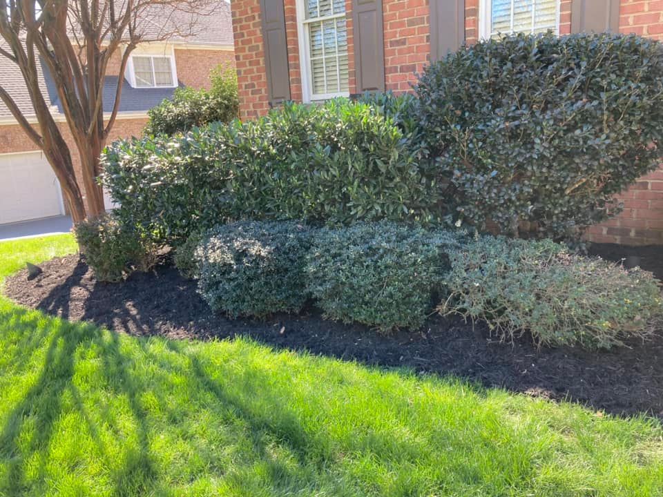 Green bushes and tree surrounded by black mulch, near a brick building.