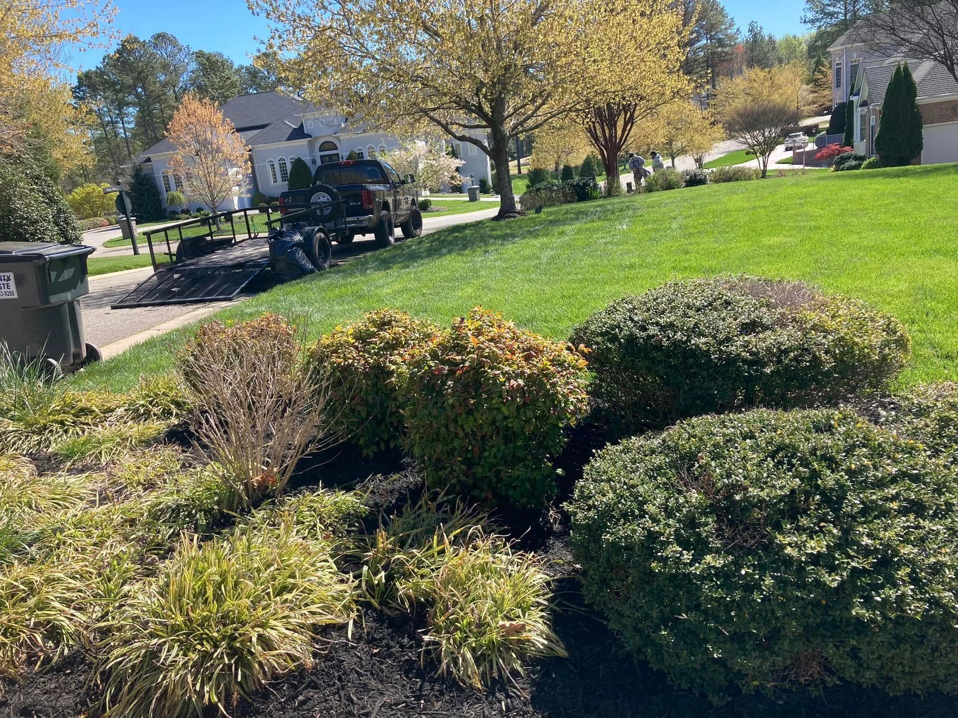 Lawn with landscaping. Green grass, bushes, mulch, a truck, and houses in the background on a sunny day.