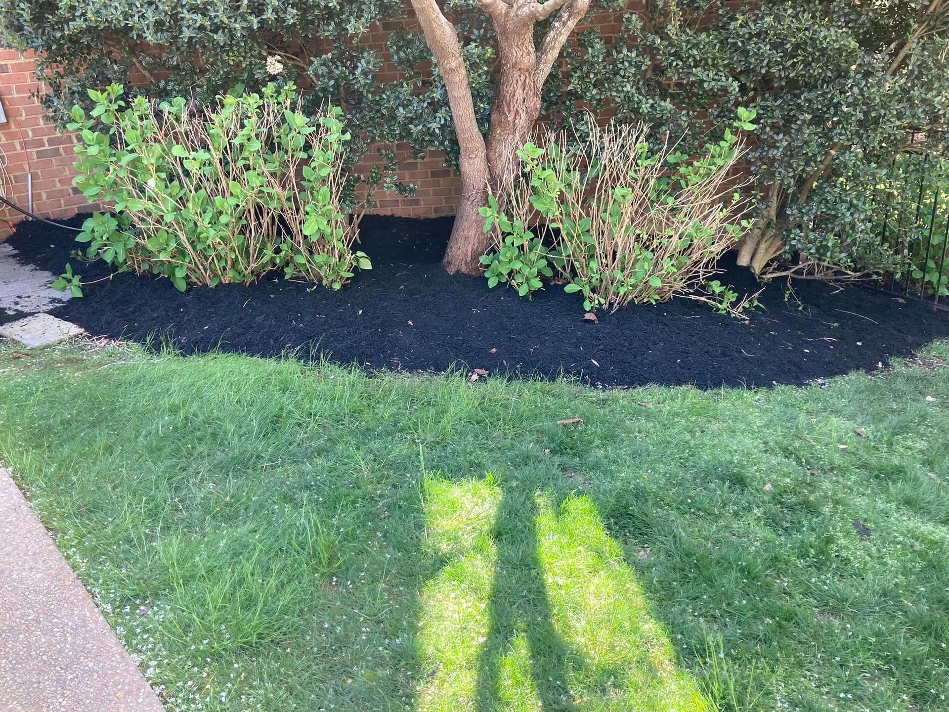 A garden bed with black mulch, green shrubs, a tree trunk, and a patch of grass.