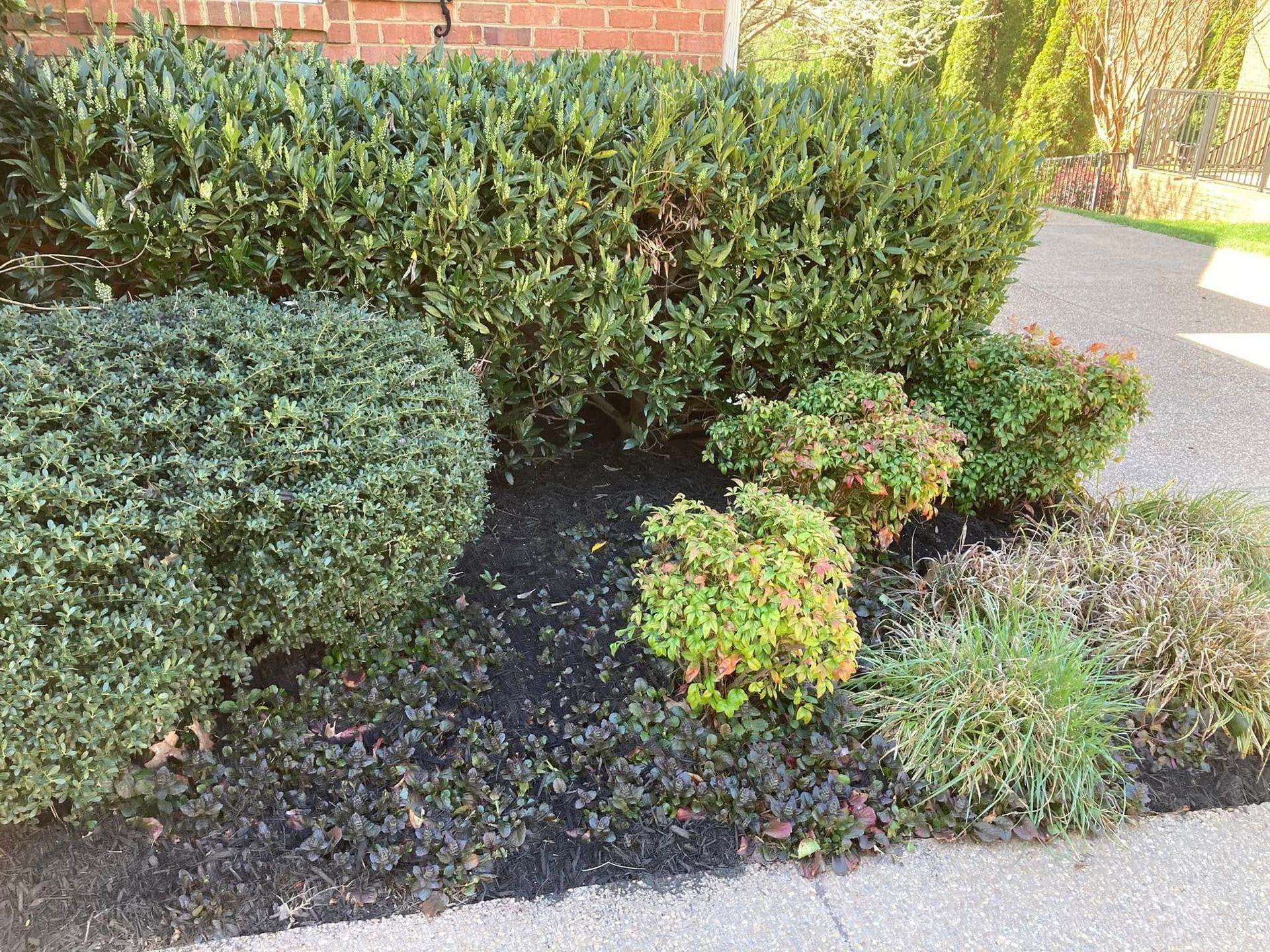 Bushes of various shapes and sizes in a garden bed with mulch, along a paved walkway.