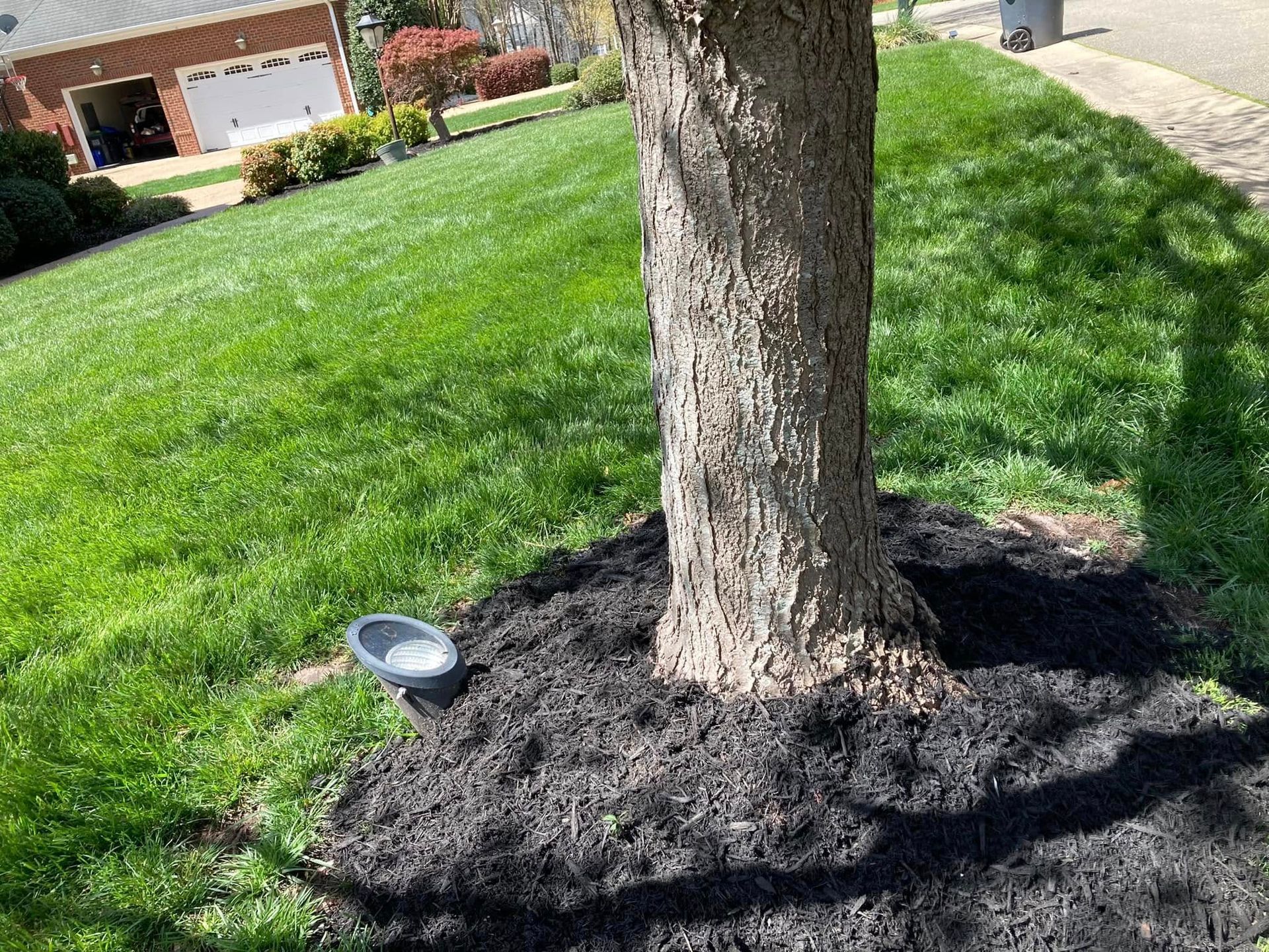 Tree trunk surrounded by black mulch, on a lawn with green grass; a small light is visible.