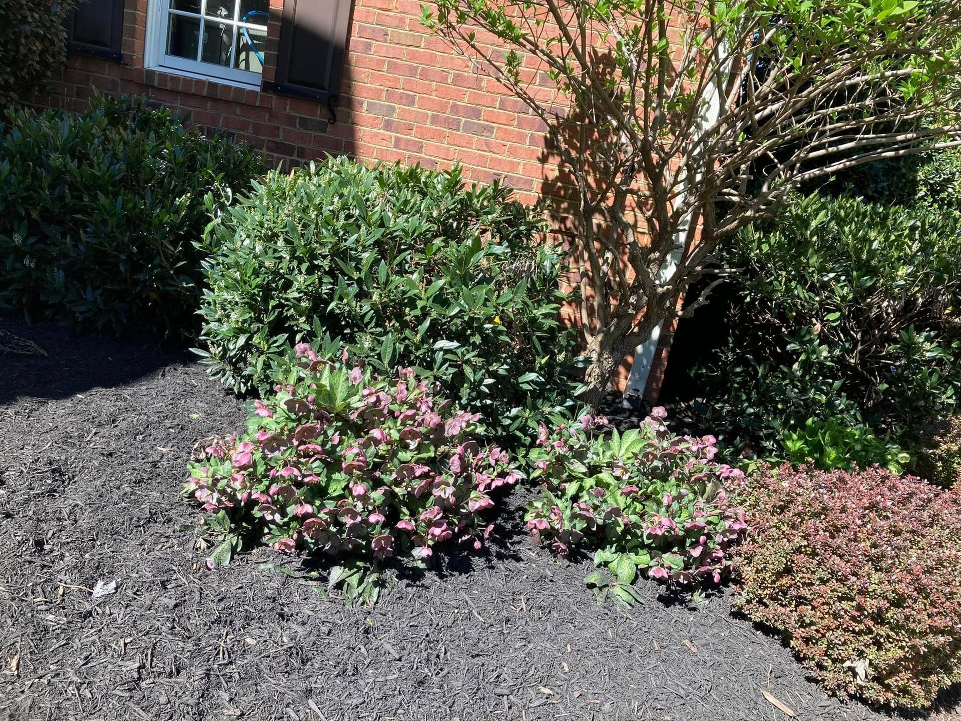 Mulched garden bed with various green and pink flowering shrubs against a brick wall.