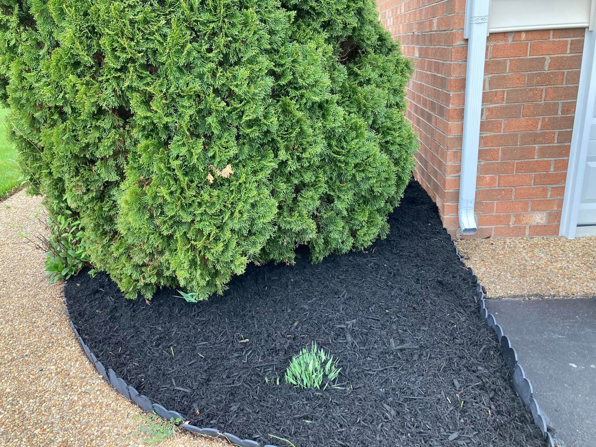 A green bush with black mulch at its base borders a gravel path, next to a brick wall and a gray door.