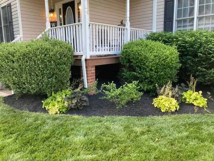 Front yard landscaping with trimmed bushes, green grass, and black mulch in front of a house.