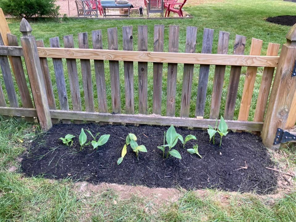 Garden bed with new plants and black mulch, framed by a weathered wooden picket fence in a grassy yard.