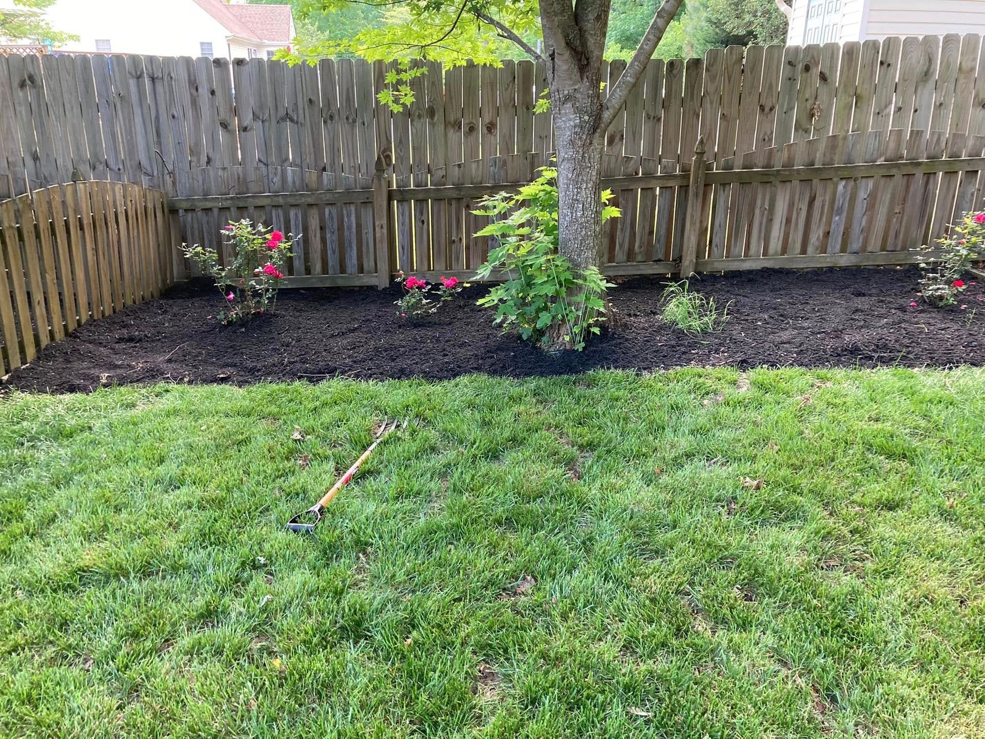 A yard with a wooden fence, mulched flowerbed, and green grass. A tree is centered with rose bushes.