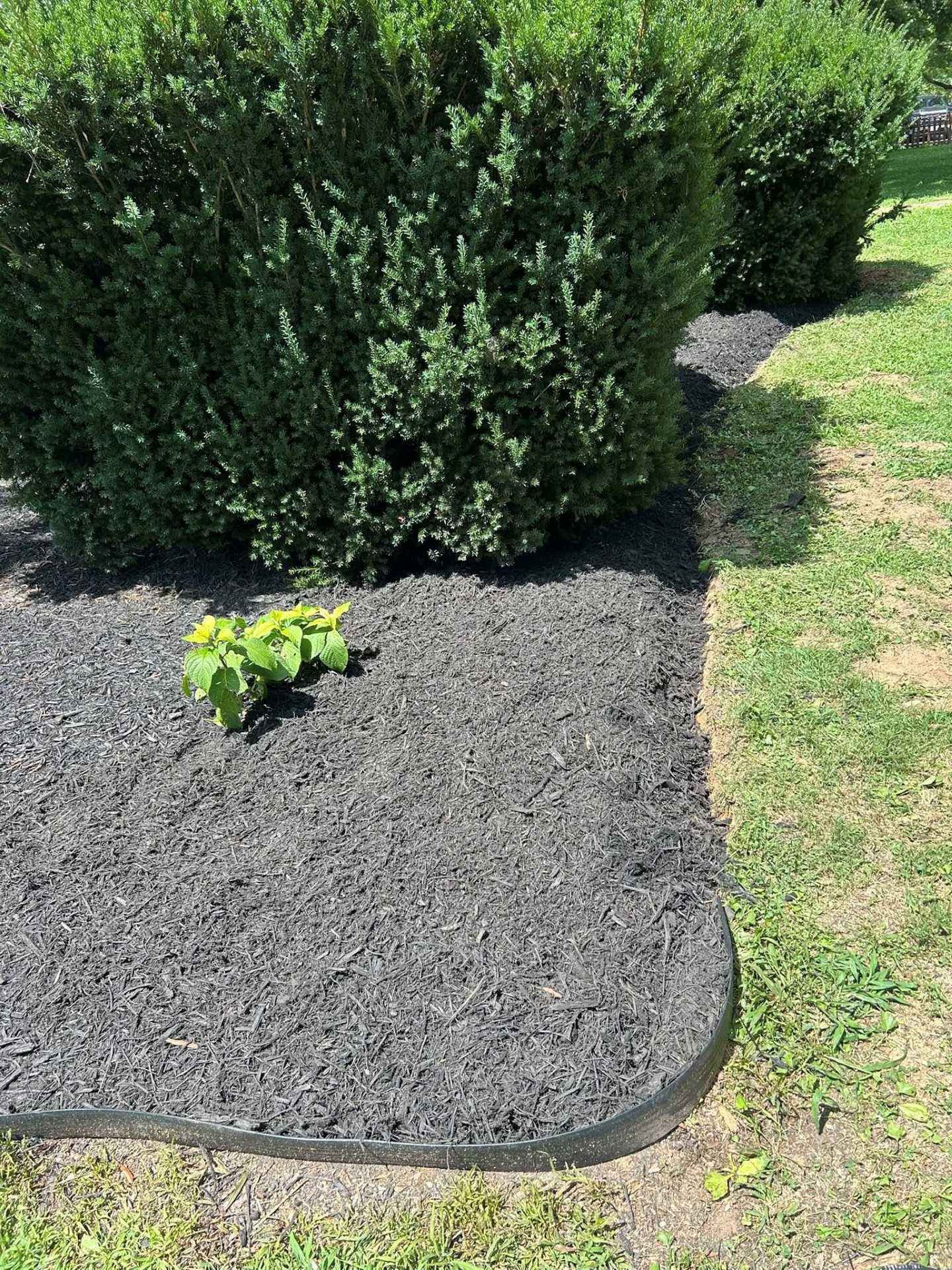 Dark mulch borders a green shrub in a garden bed with a plastic edging, next to grass.