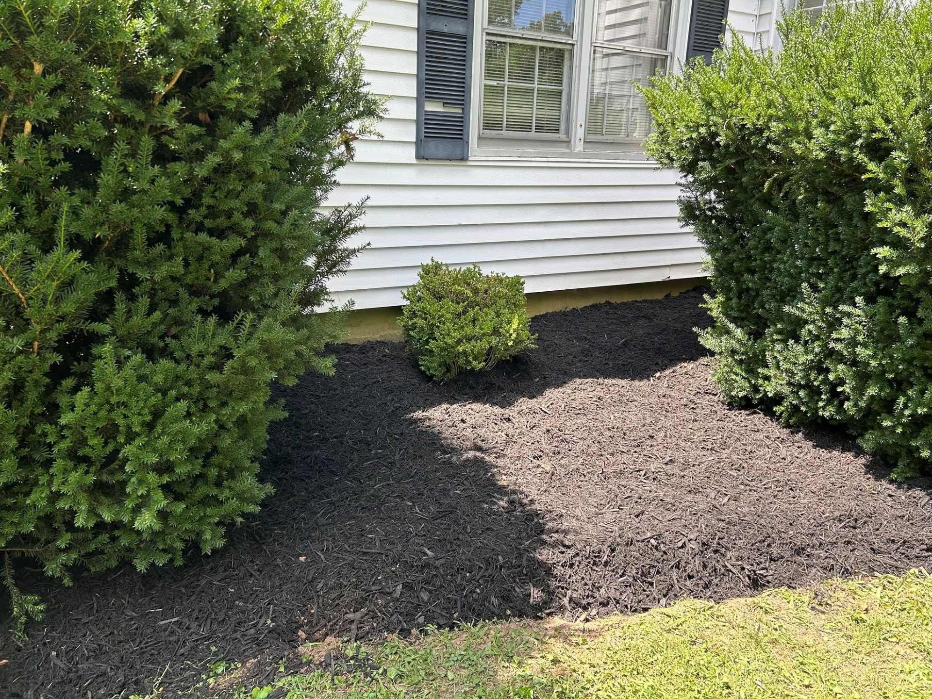 Front of a house with dark mulch around bushes. Green shrubs frame a small green bush. White siding and a window are visible.