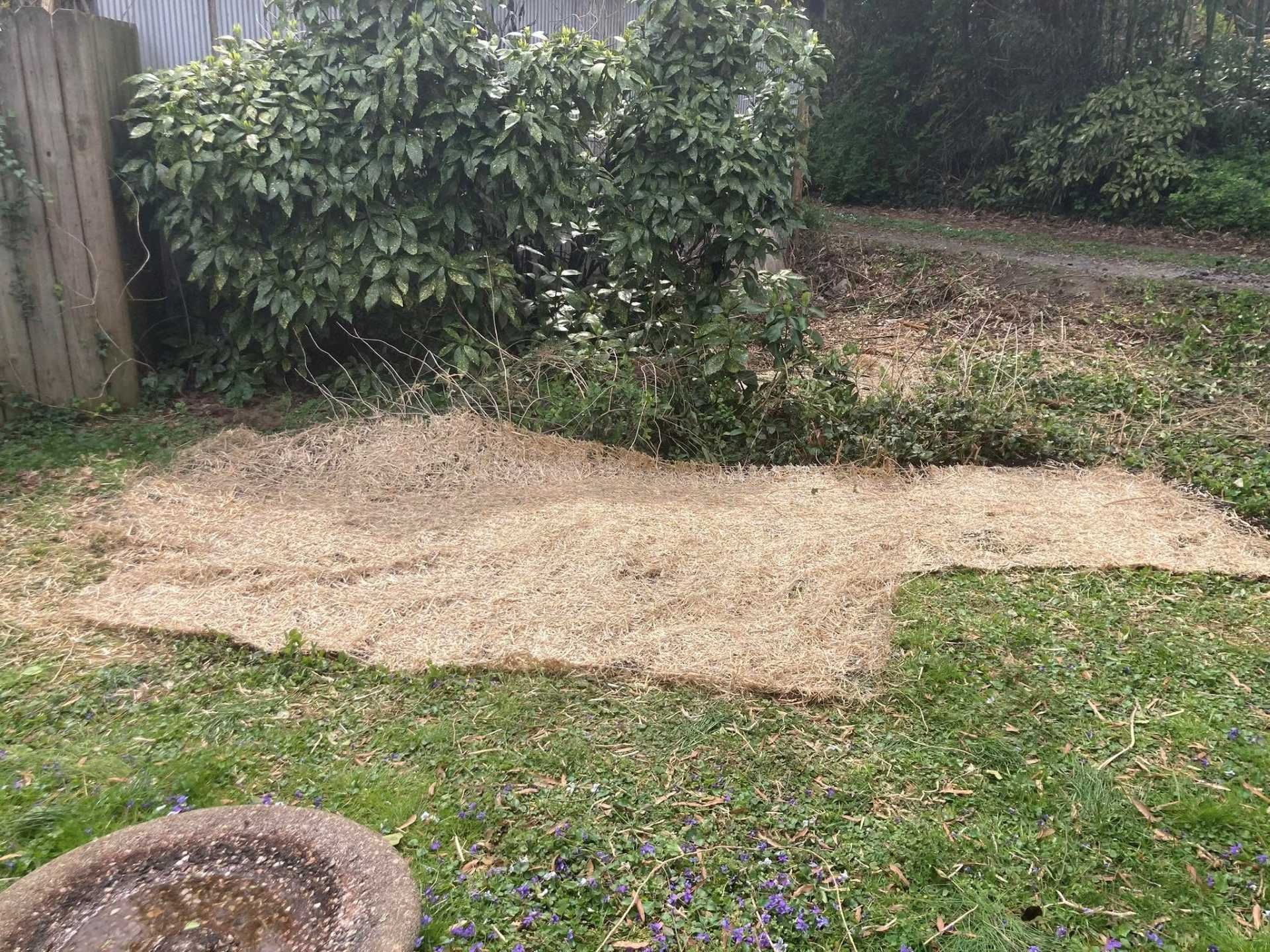 Hay-covered ground patch in yard near bushes, possibly prepared for planting.