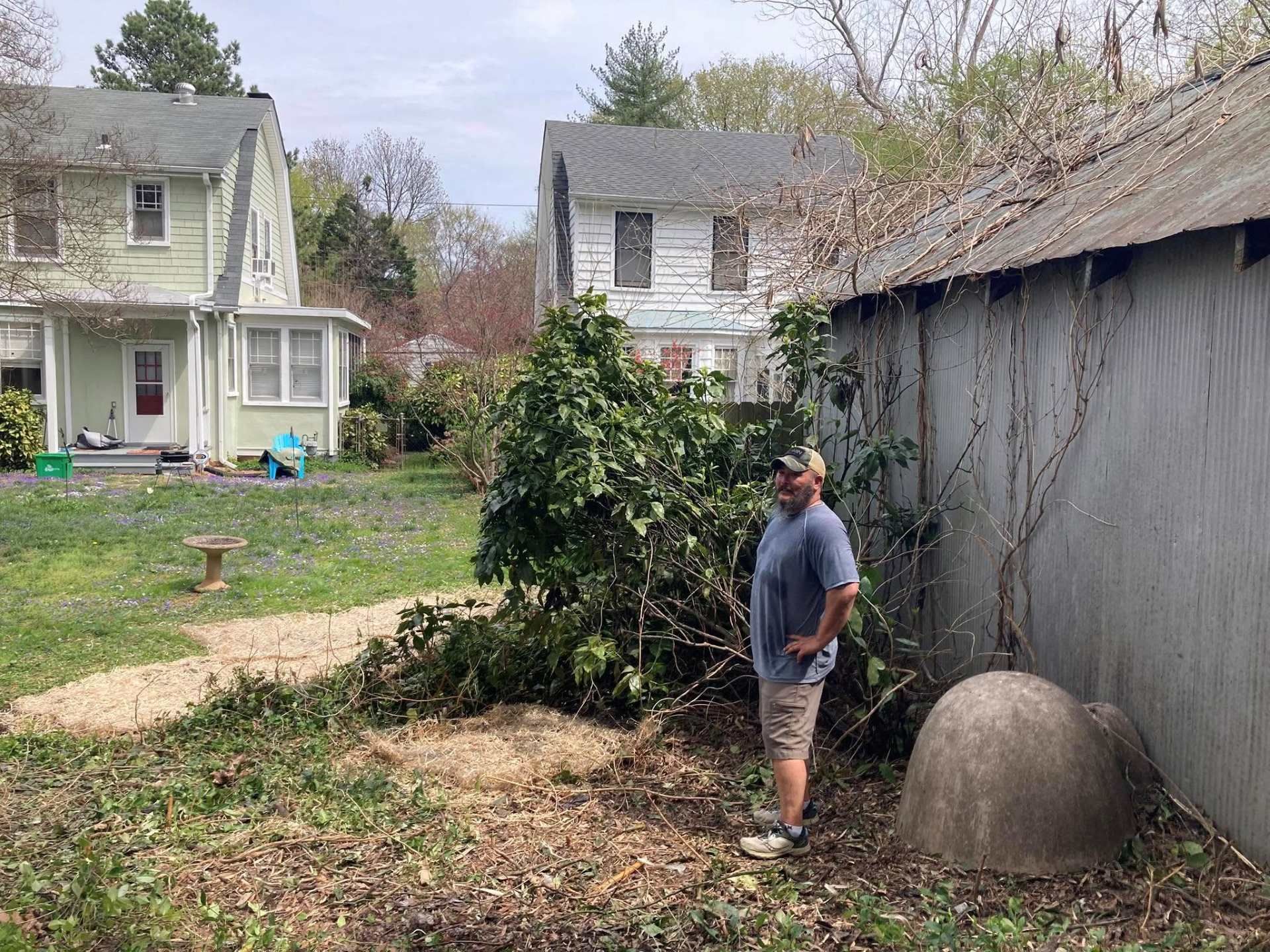 Man standing in a yard, looking at a large bush; two houses in the background.