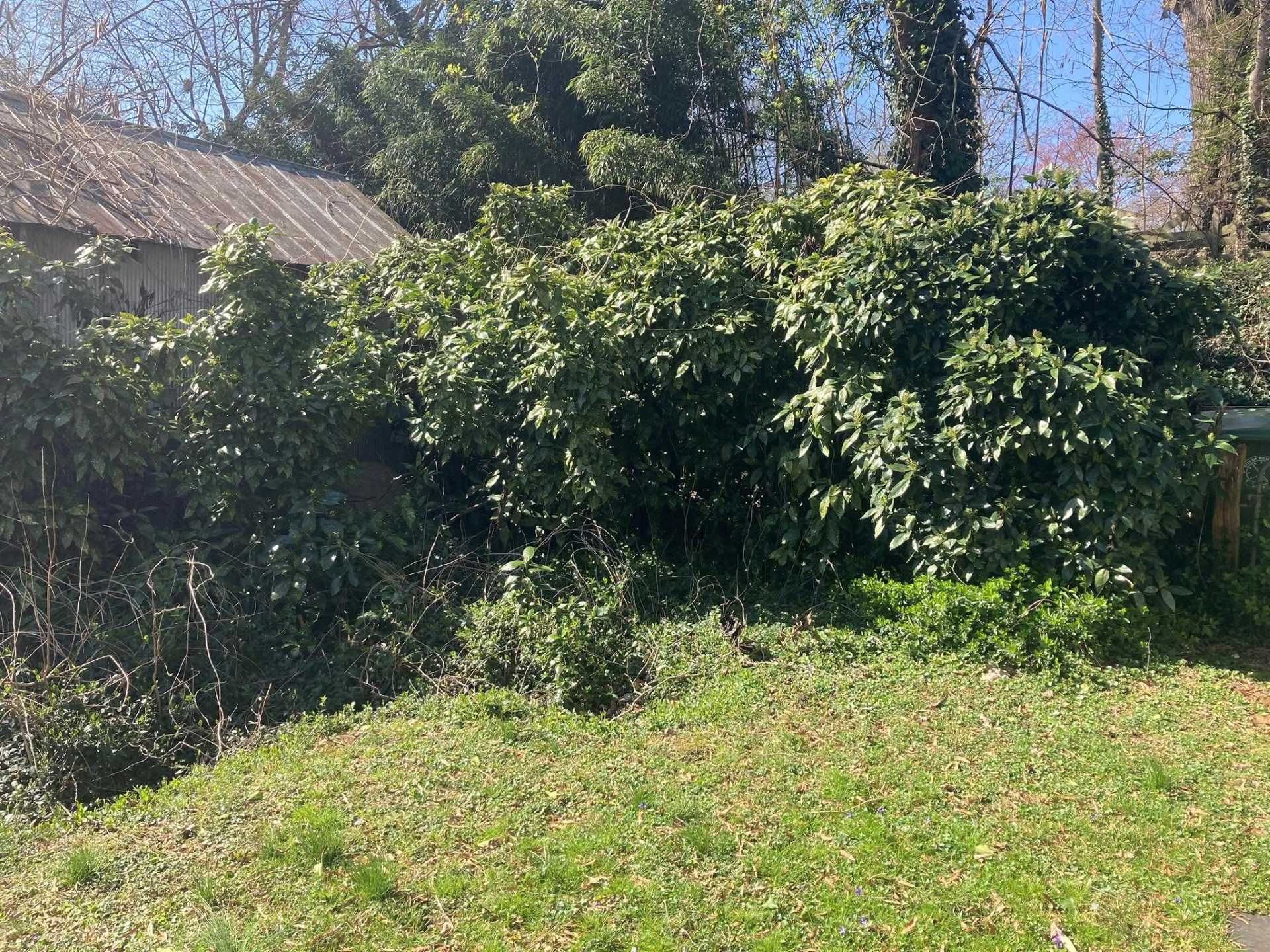 Lush green bushes and small plants in a yard, with a building in the background.