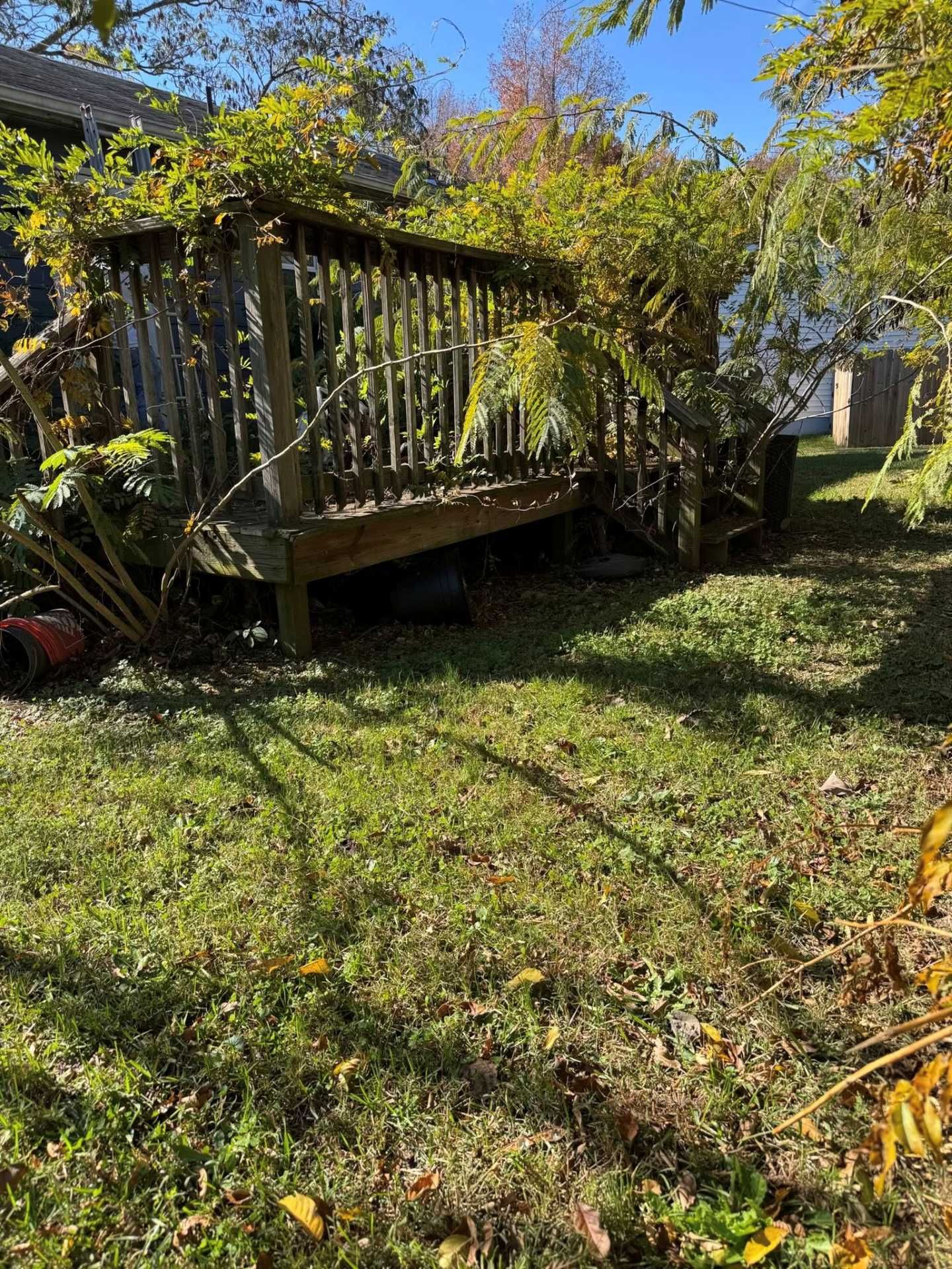 Old wooden deck overgrown with foliage in a grassy yard.