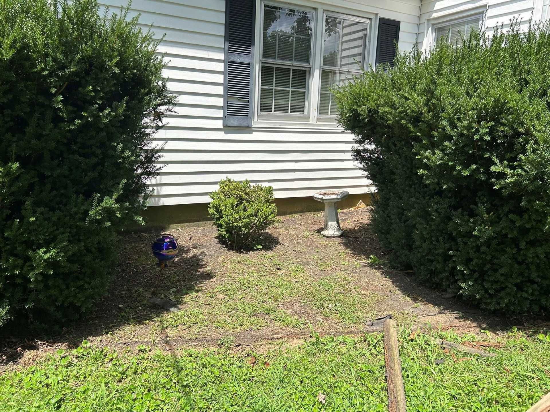 Front yard with green bushes flanking a window, small shrub in between.