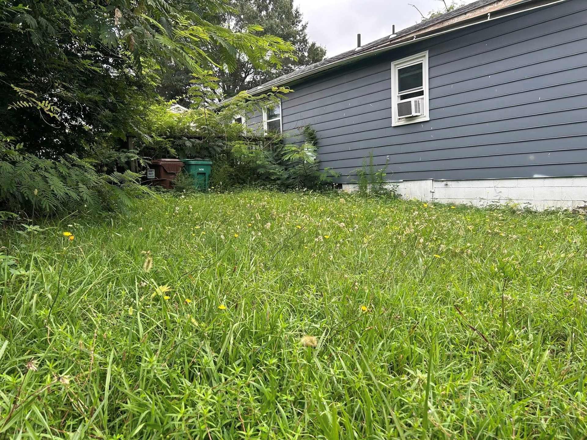 Lawn overgrown with grass and weeds, beside a blue house with white trim.