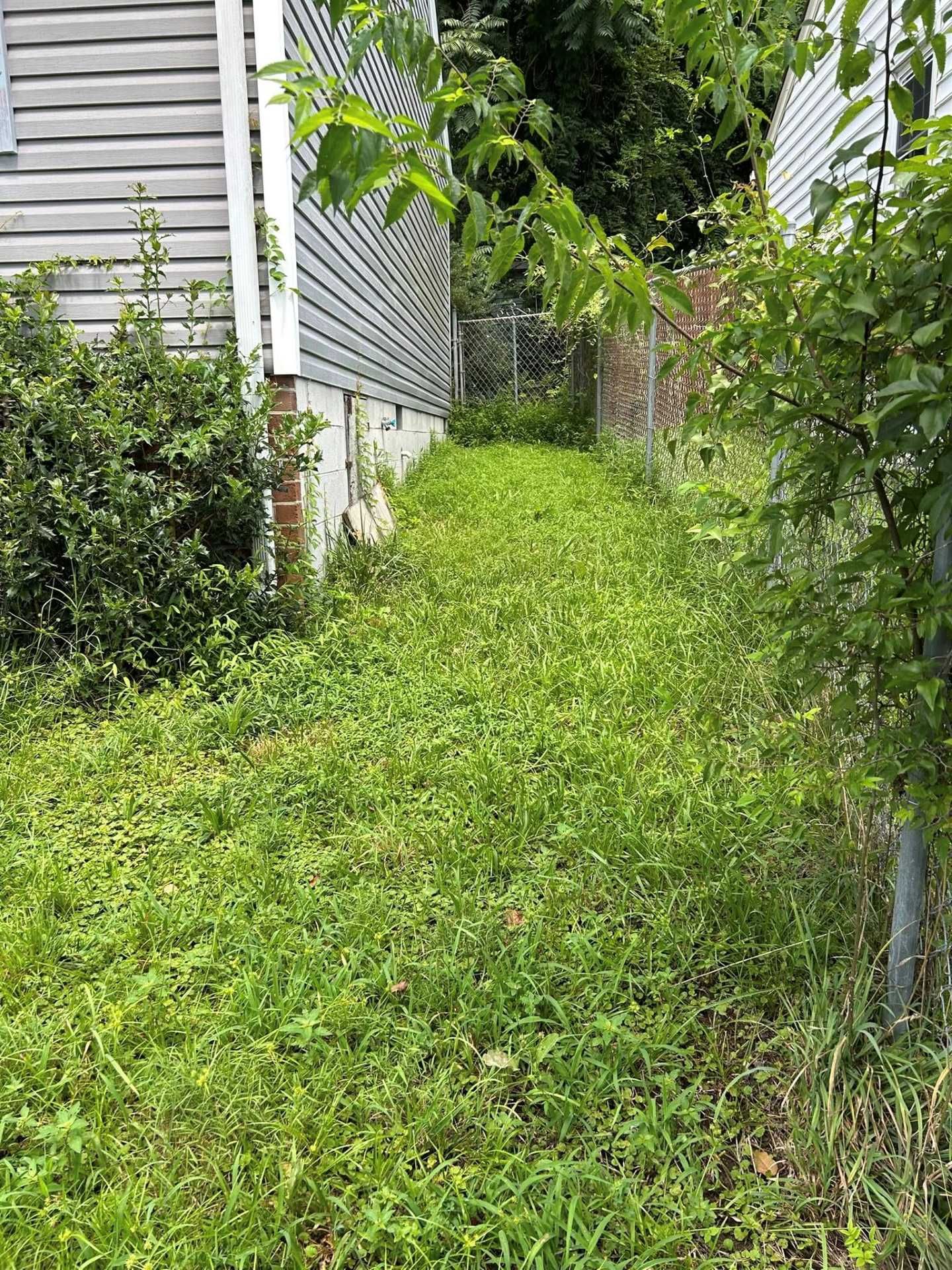 Overgrown grassy side yard between two houses, partially shaded by trees, chain link fence.