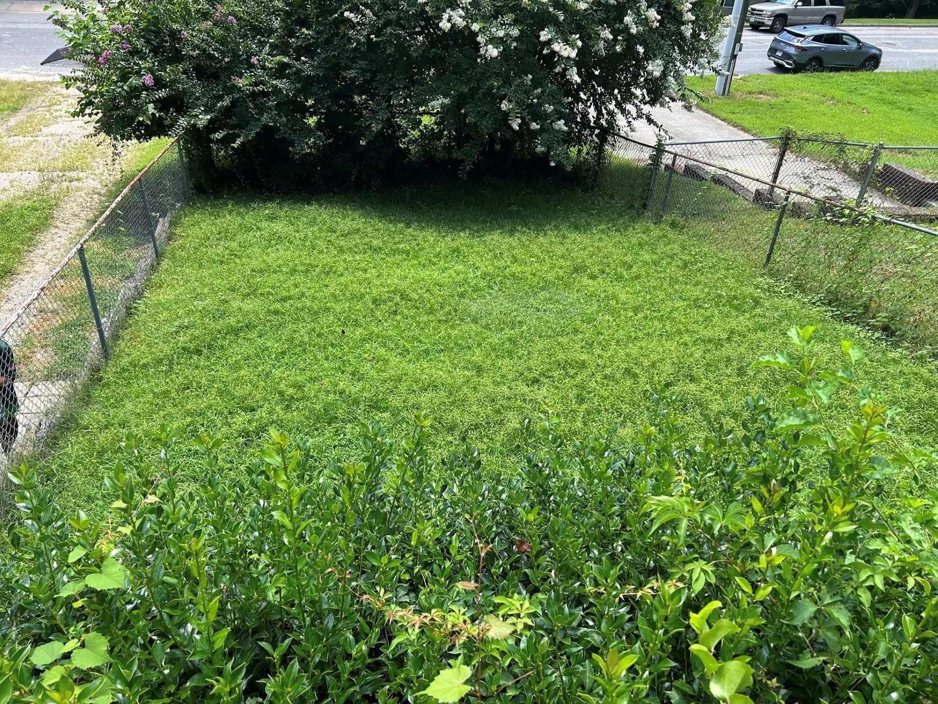 Grassy yard with a chain-link fence, overgrown with weeds, a tree in the background, next to a street.