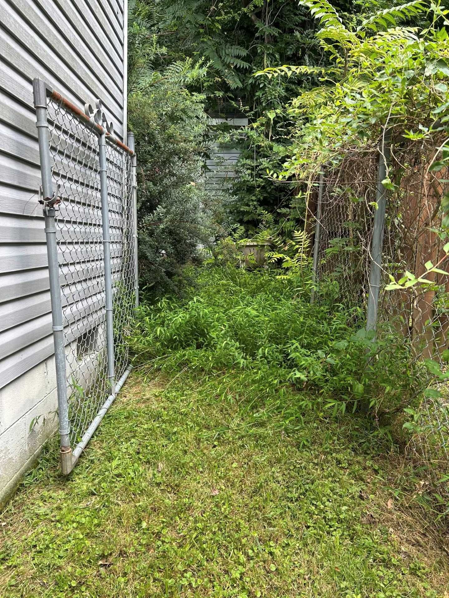 Overgrown yard beside a building with a chain-link fence, mostly green.