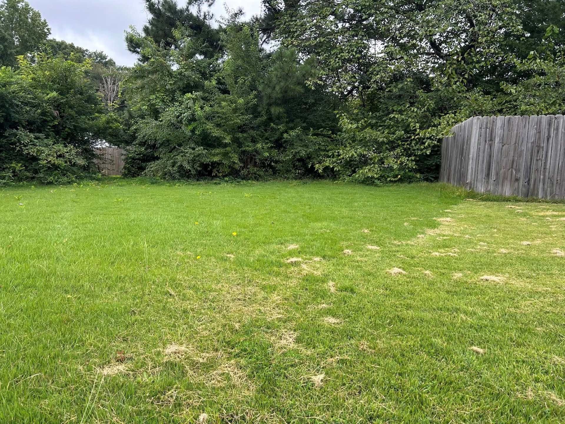 Green lawn in a backyard, with trees in the background and a wooden fence on the right. Overcast sky.